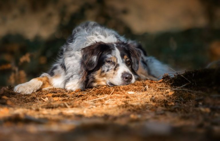 Hundefotografie 11 Tipps und Ideen für tolle Hundefotos fotoMAGAZIN