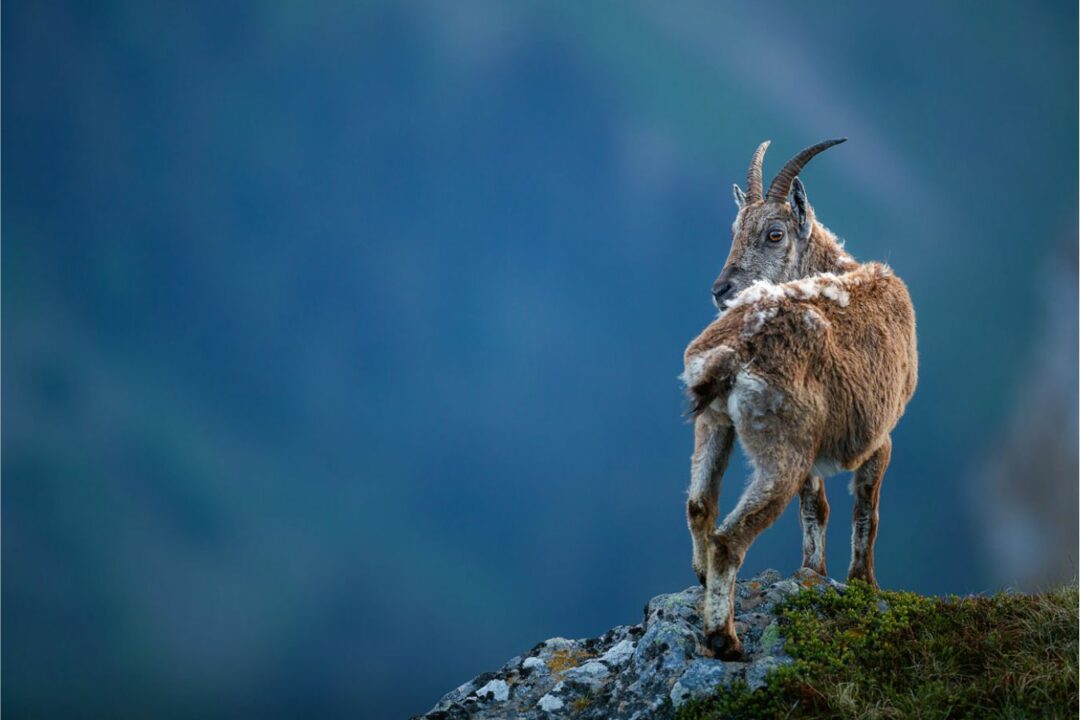 Tiere Fotografieren – Tipps Für Gelungene Wildtierfotos