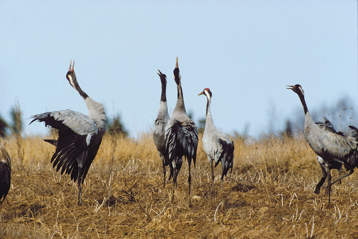 Wildlife Im Nationalpark - FotoMAGAZIN