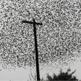 Graciela Iturbide: Vögel auf dem Laternenpfahl