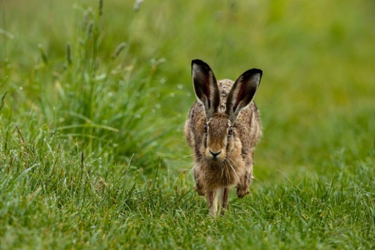 Wildlife In Deutschland? Hotspots, Tipps Und Tiere - FotoMAGAZIN