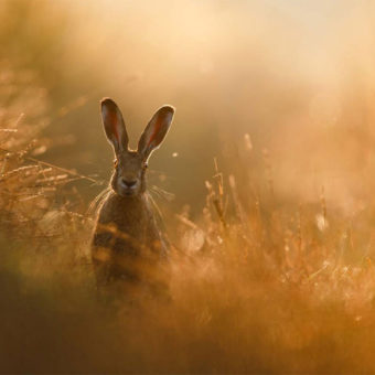 Gesamtsieger wurde Peter LIndel mit seinem Naturfoto eines Hasen