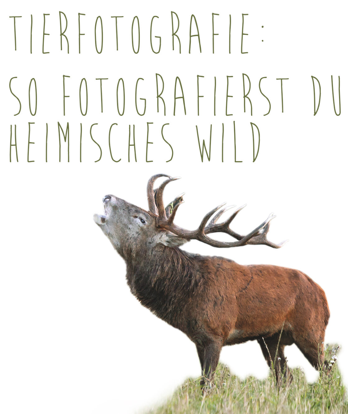 Tiere Fotografieren: Tipps Für Heimisches Wild