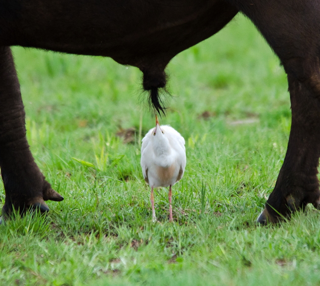 © Comedy Wildlife Photography Awards 2024, Anton Pretorius. Titel: „Not-a-good-idea“. Beschreibung: Dieser westliche Kuhreiher denkt daran, sich an das männliche Organ eines Büffels heranzumachen. Tiere: Büffel und Kuhreiher, Location: Rietvlei Naturreservat, Südafrika.