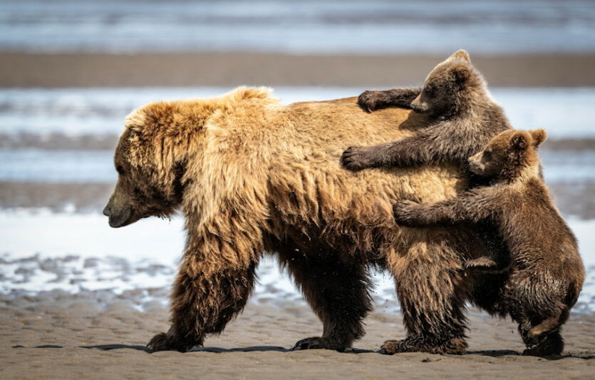 © Comedy Wildlife Photography Awards 2024, Alexander Fein, Seattle, Vereinigte Staaten. Titel: „Holding on for a ride“. Beschreibung: Mutter Braunbär versucht zu gehen und ihre Jungen wollen eine Fahrt, anstatt zu Fuß zu gehen. Tier: Braunbär, Location: Lake Clark National Park, USA