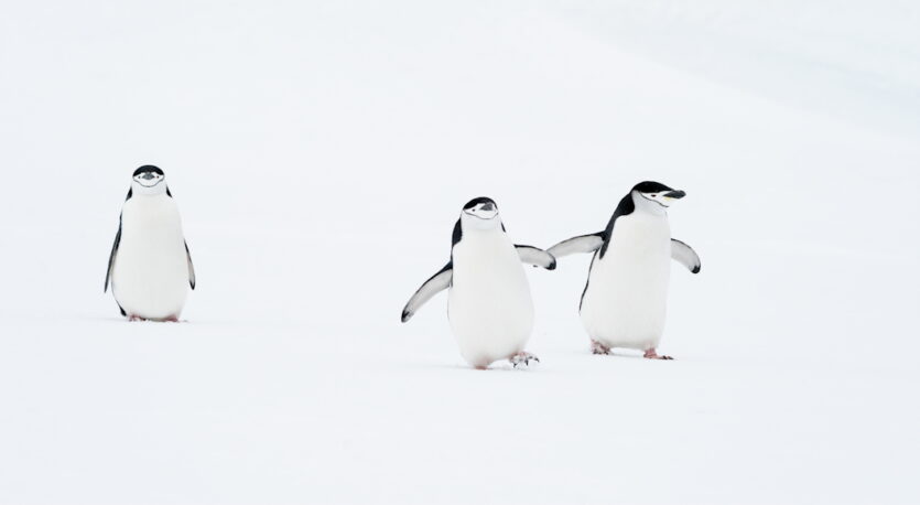 © Comedy Wildlife Photography Awards 2024, Deena Sveinsson, Estes Park, Vereinigte Staaten. Titel: „Three's A Crowd“. Tier: Kinnriemenpinguine, Location: Antarktis.