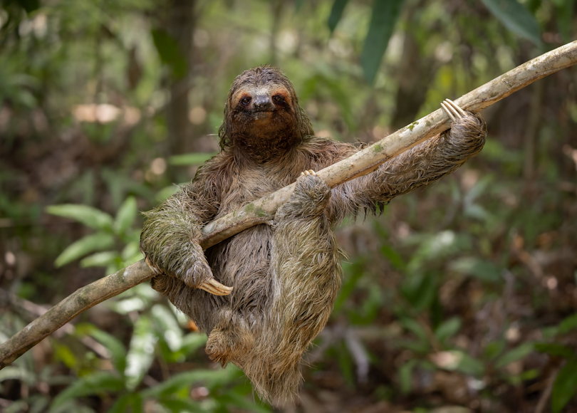 © Comedy Wildlife Photography Awards 2024, Harry Collins. Ein Faultier in Costa Rica, das so aussieht, als wäre es in einem früheren Leben ein Gitarrist gewesen. Dieses Bild gibt Eric Claptons Spitznamen „Slowhand“ eine neue Bedeutung. Tier: Dreifingerfaultier, Ort: Costa Rica