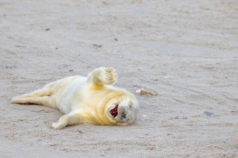 © Comedy Wildlife Photography Awards 2024, Ingo Hamann, Bad Homburg, Deutschland; Titel: „Laughing out loud“. Beschreibung: Diese neugeborene Robbe scheint über einen guten Scherz zu lachen. Tier: Seehund Location: Helgoland, Deutschland.