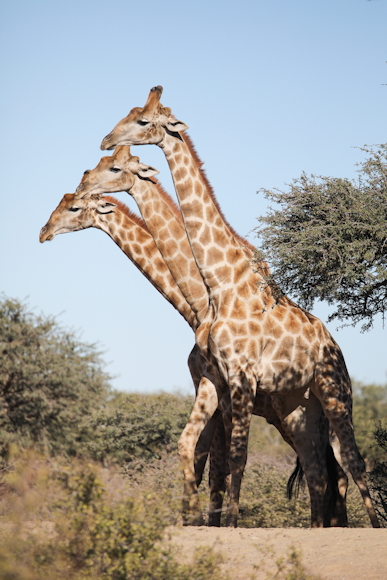 © Die Comedy Wildlife Photography Awards 2024, John Mullineux, Secunda, Süd-Afrika. Titel: Drei Köpfe sind besser als einer. Beschreibung: Zwei männliche Giraffen stritten sich kurz nach dem Trinken von Wasser in der grünen Kalahari. Sie begannen wieder, sich gegenseitig abzuschätzen, aber schließlich wichen sie auf eine dritte Giraffe aus. In einem einzigen Moment bildeten die drei einen Körper mit drei Köpfen. Tier: Giraffe, Location: Grüne Kalahari