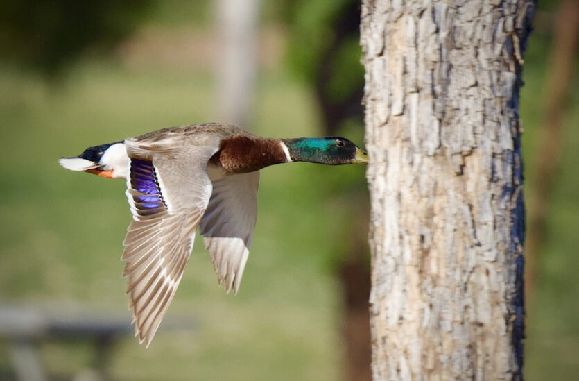 © The Comedy Wildlife Photography Awards 2024, Mark Koster, Scottsdale, United States Titel: „Watch out For That Tree“, Beschreibung: Eine männliche Stockente fliegt scheinbar gegen einen Baum im Chaparral Park in Scottsdale, in Wirklichkeit fliegt sie dahinter! HA! Tier: Männliche Stockente, Location: Chaparral Park, Scottsdale, AZ