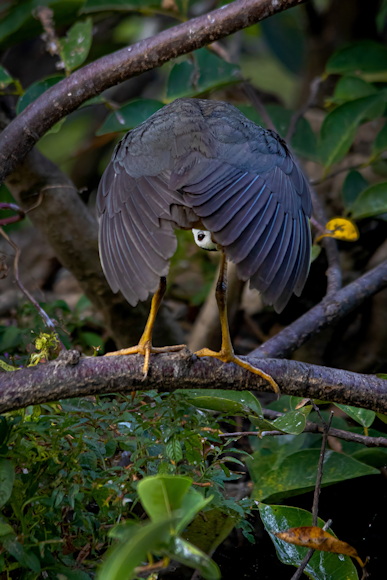 © The Comedy Wildlife Photography Awards 2024, Tilan Weerasinghe, Nugegoda, Sri Lanka Titel: "Peak A Boo!" Ein Wasserhahn, der eine witzige Aktion bietet. Tier: Weißbrust-Wasserhuhn, Location: Colombo, Sri Lanka