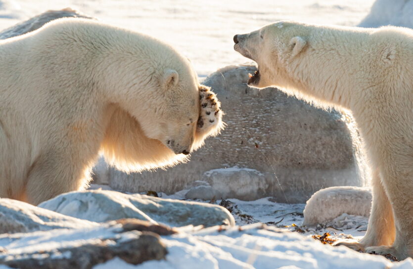 © The Comedy Wildlife Photography Awards 2024, Wendy Kaveney, Carmel, United States. Titel: "Did You Hear the One About The....?" Beschreibung: Anthropomorphe Possen von Eisbären (Ursus maritimus), die sich gegenseitig Witze erzählen und hysterisch lachen. Aufgenommen in Churchill, Manitoba, Kanada.