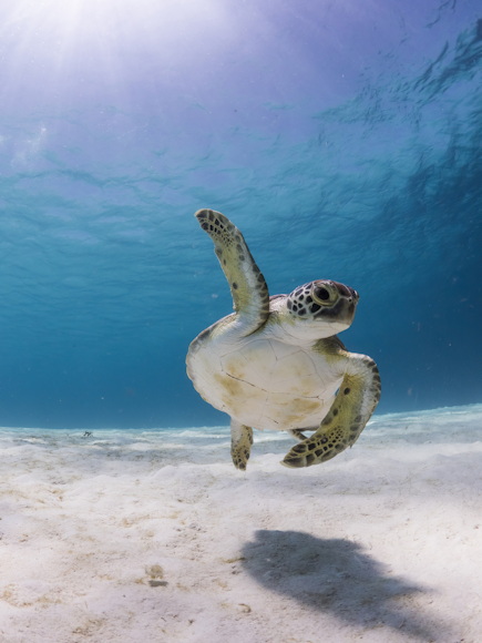 Beschreibung: Wer möchte in einem plastikfreien Ozean leben?Ich, ich!!! Tier: Meeresschildkröte, Location: Curacao