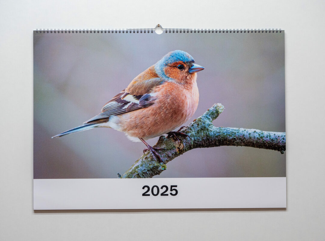 Fotokalender-Test 2024: Das sind die besten Fotokalender im Querformat