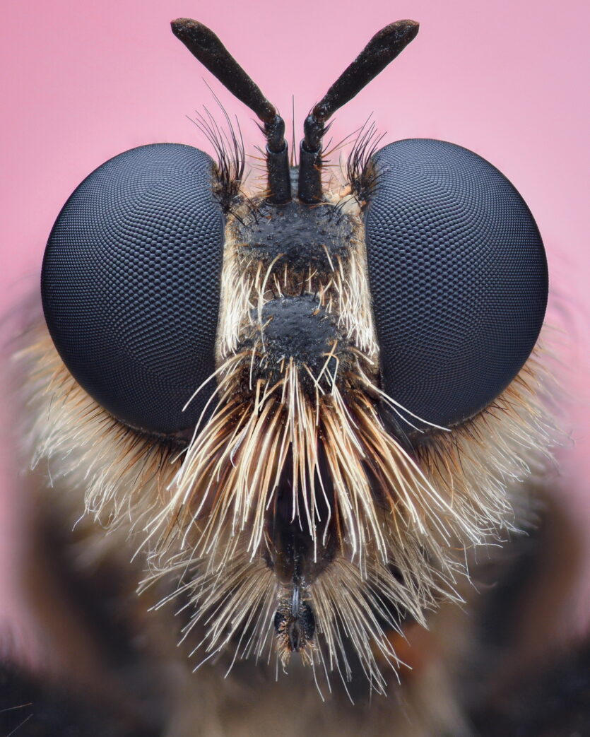 Je kleiner das Motiv, desto wichtiger das Focus Stacking. Facettenaugen erfreuen sich unter ­Makro-Fotografen dabei besonderer Beliebtheit.