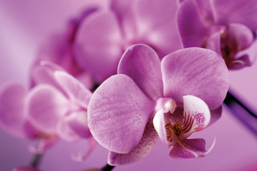 Die Blüte mit Stempel ist der Standard-Ausschnitt eines Orchideen-Makros. Es lohnt sich jedoch, sich noch nach anderen Motiven der Blume ­umzusehen.