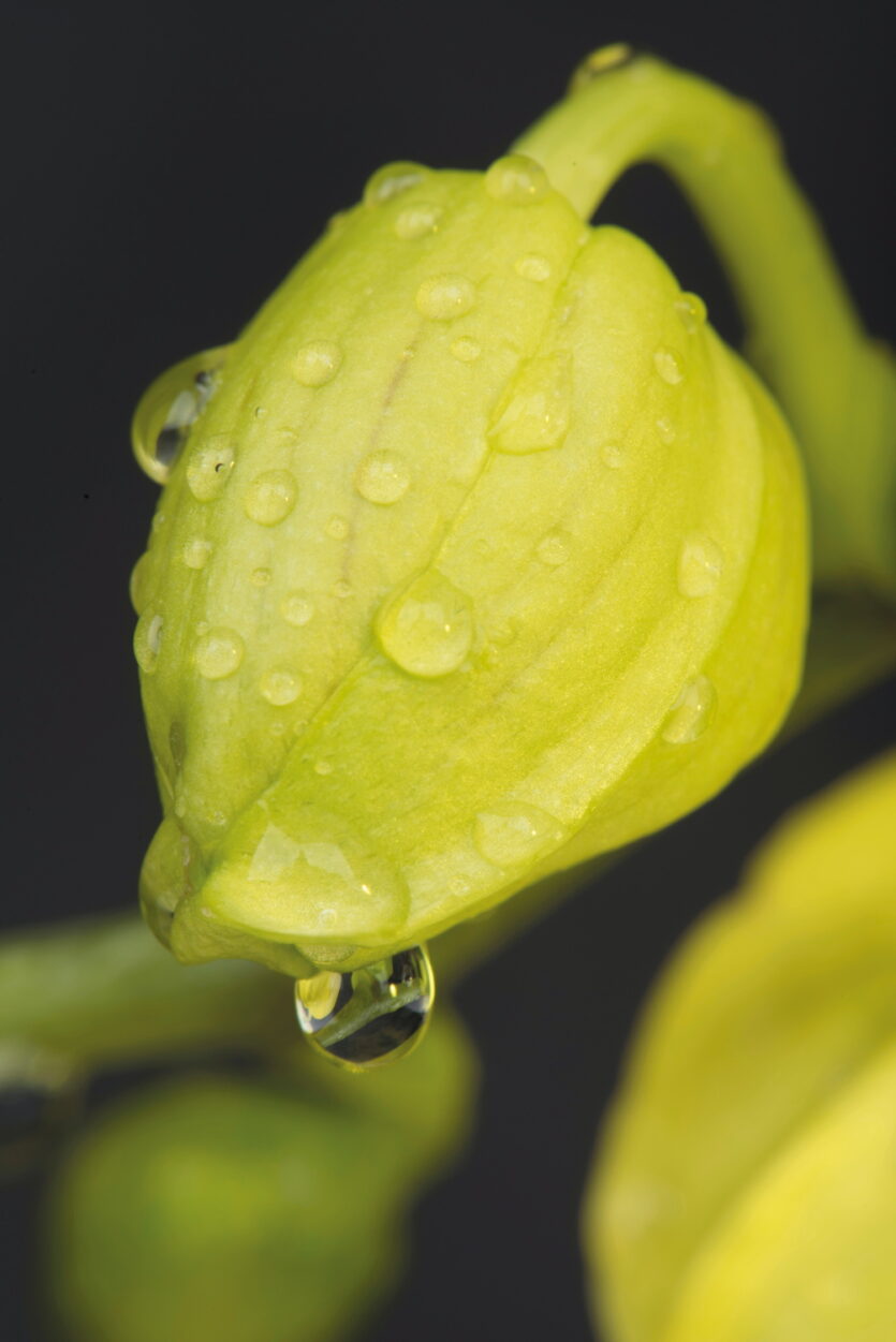 Nicht nur die Perspektive, auch der Zeitpunkt kann ein Motiv verändern. Die Orchideen-Knospe ist ein wunderbares Beispiel dafür.