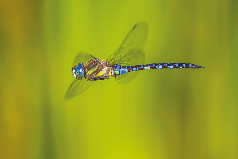 Eine Libelle scharf im Flug abzulichten gehört zu den Königsdisziplinen der Fotografie. Neben der Schärfe muss auch das Timing und die Verschlusszeit passen.