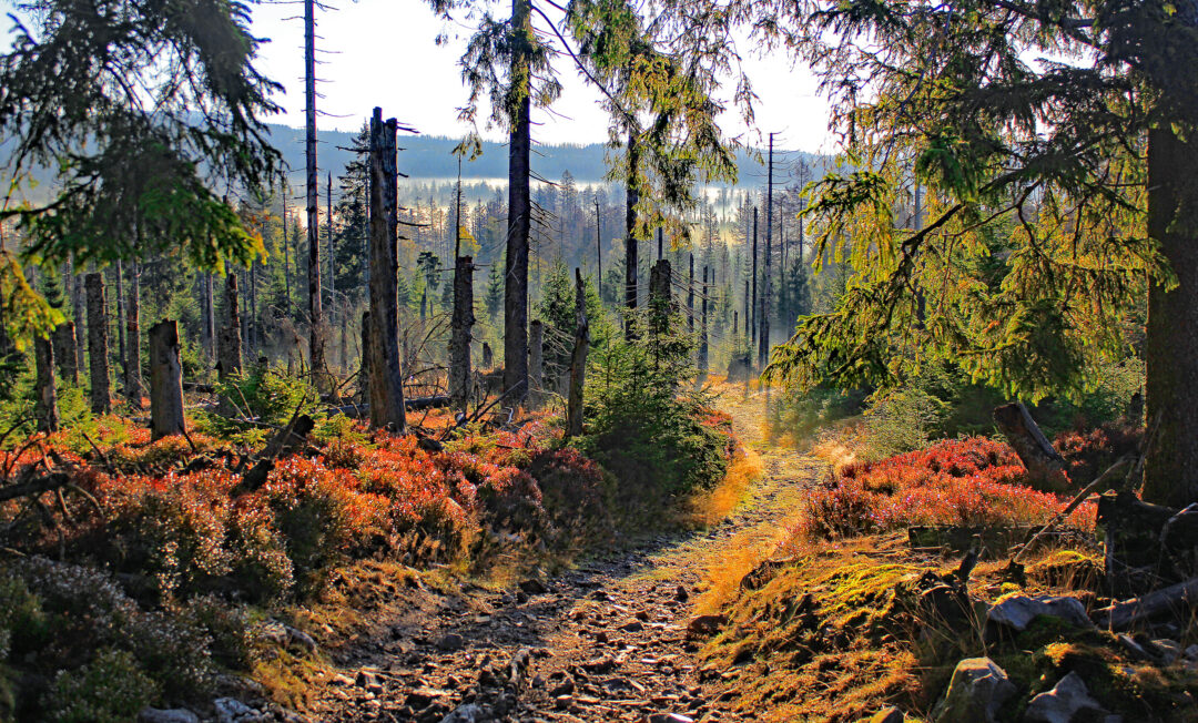 HarzNATUR 2023: „Über die Sonnenkappe“ von Oliver Kox aus Leipzig