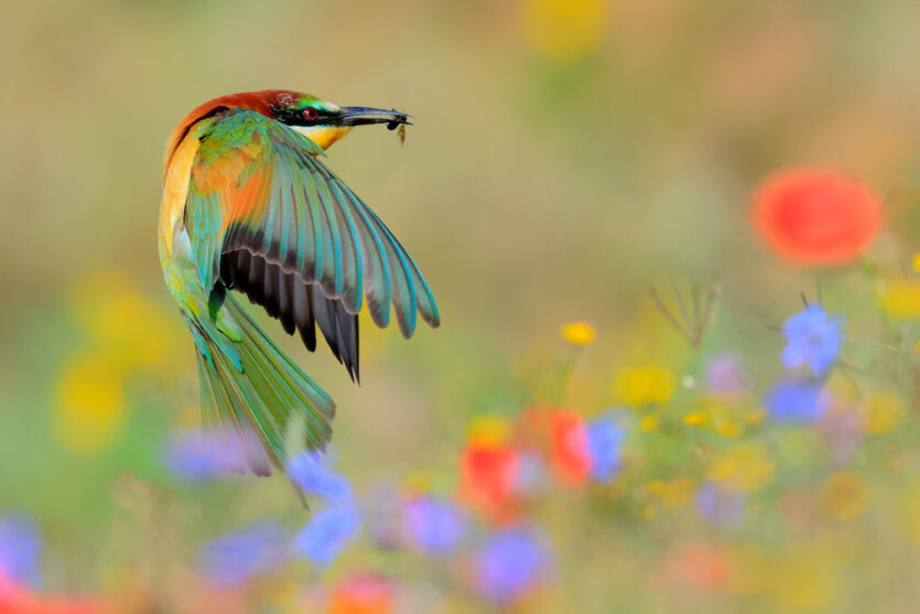 Close-Up Photographer of the Year – Gewinner in der Kategorie "Nachwuchs"