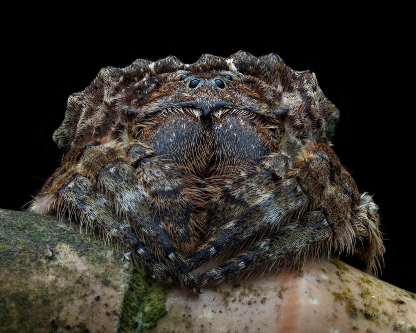 Close-Up Photographer of the Year – Gewinner in der Kategorie "Wirbellose-Porträt"