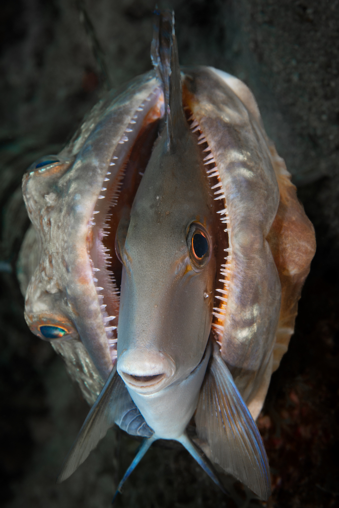 Close-Up Photographer of the Year – Gewinner in der Kategorie "Unterwasser"