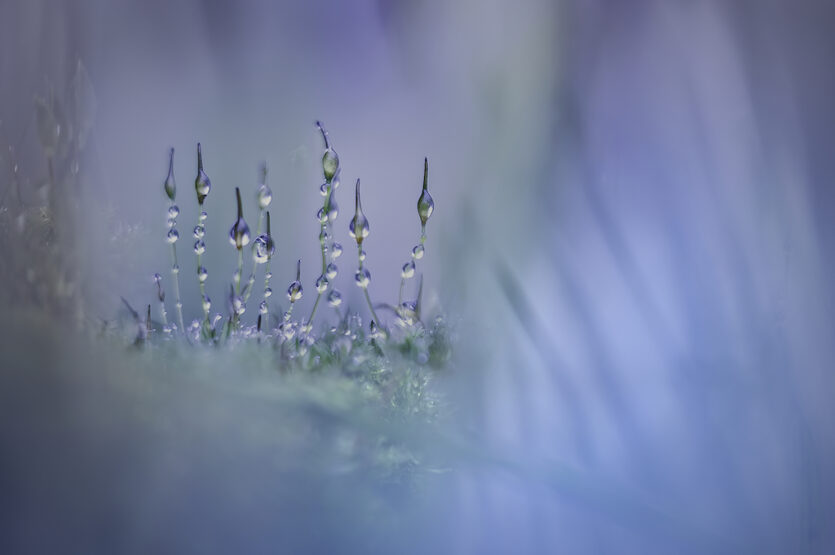 Close-Up Photographer of the Year – Gewinner in der Kategorie "Pflanzen"