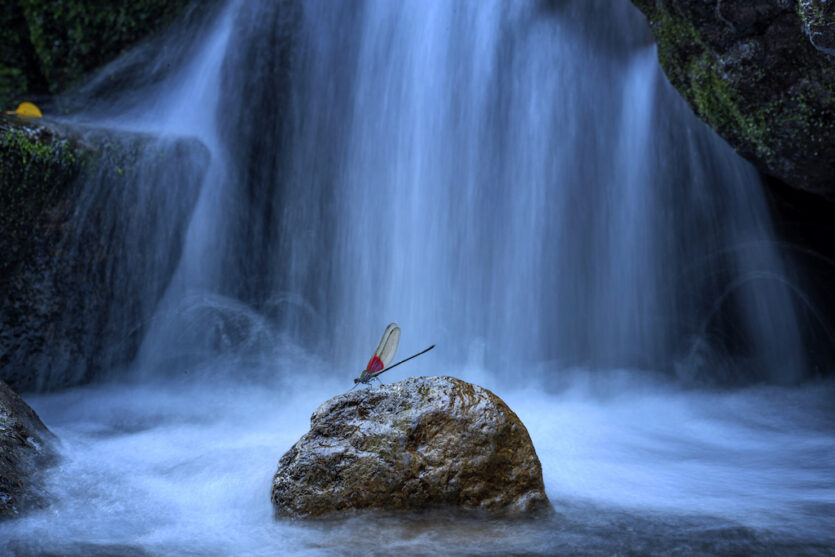 Close-Up Photographer of the Year – Gewinner in der Kategorie "Schmetterlinge & Libellen"